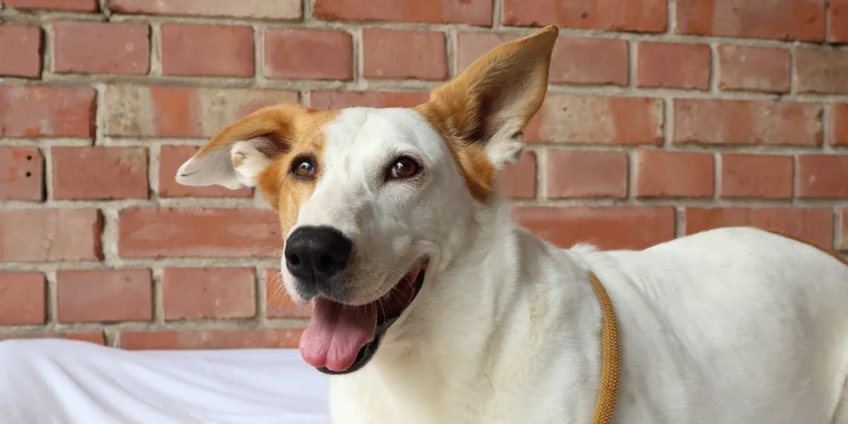 Duke, male 6yo Podenco for adoption at Tierschutzzentrum Ribbesbüttel