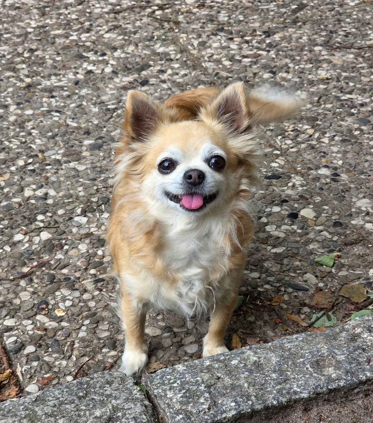 Fifi-Makkaroni, female 6yo Chihuahua for adoption at Tierschutzzentrum Ribbesbüttel