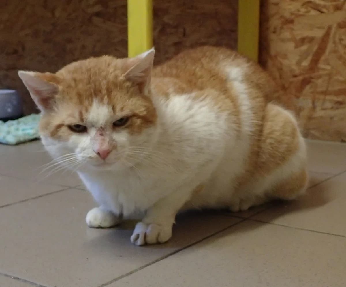 Findus, ca. 4 Jahre (reserviert), male 4yo European Shorthair for adoption at Tierschutzzentrum Ribbesbüttel