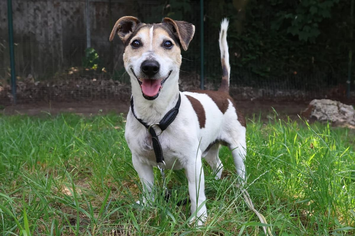 Grumpy, male senior Jack Russell Terrier for adoption at Tierschutzzentrum Ribbesbüttel
