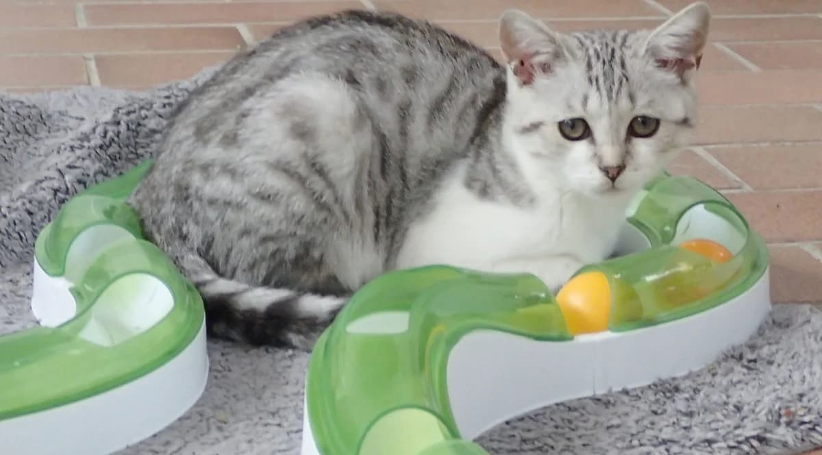 Gwendolyn, female puppy European Shorthair for adoption at Tierschutzzentrum Ribbesbüttel