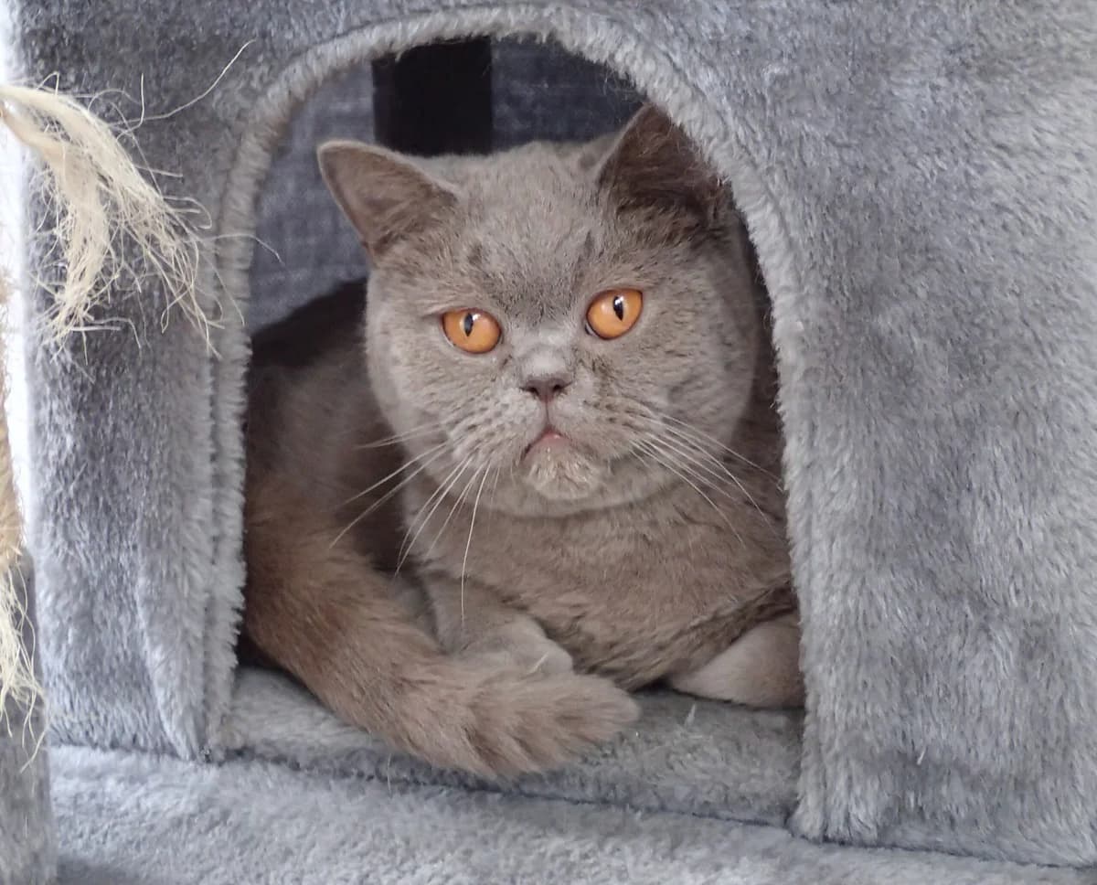 Herr Düstermann, ca. 9 Jahre, male senior British Shorthair for adoption at Tierschutzzentrum Ribbesbüttel