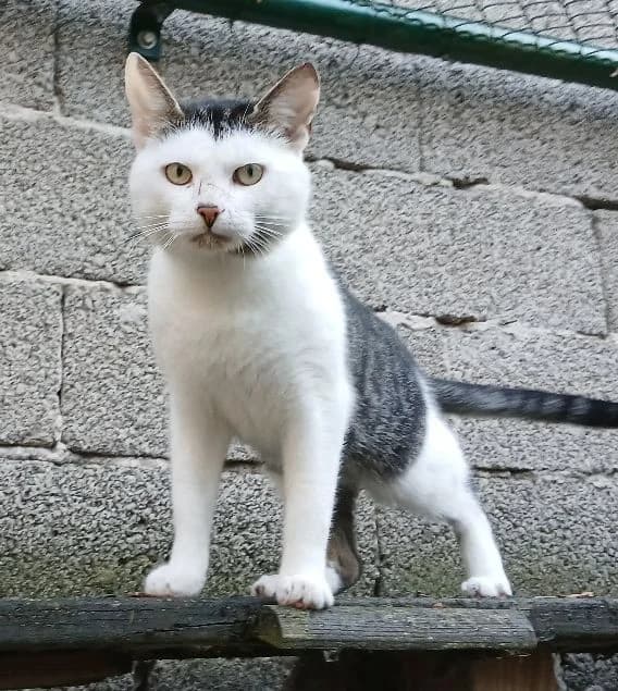 Herr Hut, ca. 7 Jahre, male 7yo European Shorthair for adoption at Tierschutzzentrum Ribbesbüttel