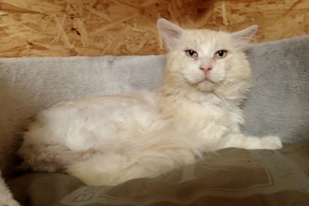 Hubert, ca. 10 Jahre, male senior mixed breed for adoption at Tierschutzzentrum Ribbesbüttel