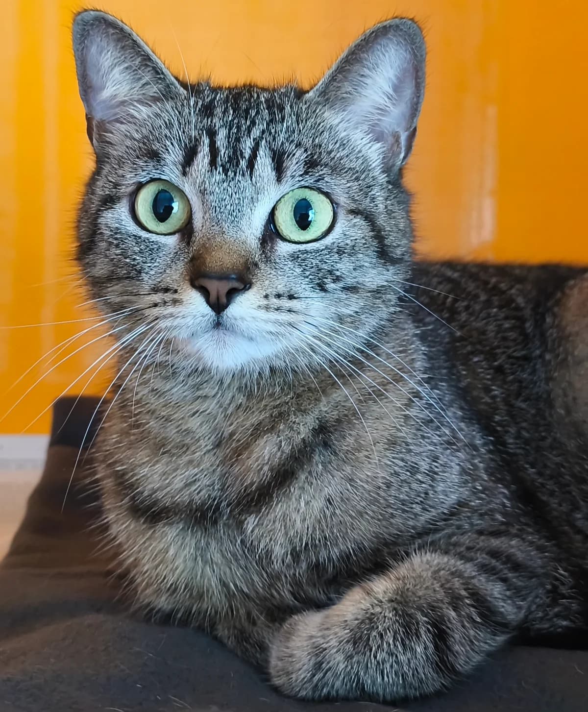 Jasmin, ca. 3 Jahre, female 3yo European Shorthair for adoption at Tierschutzzentrum Ribbesbüttel