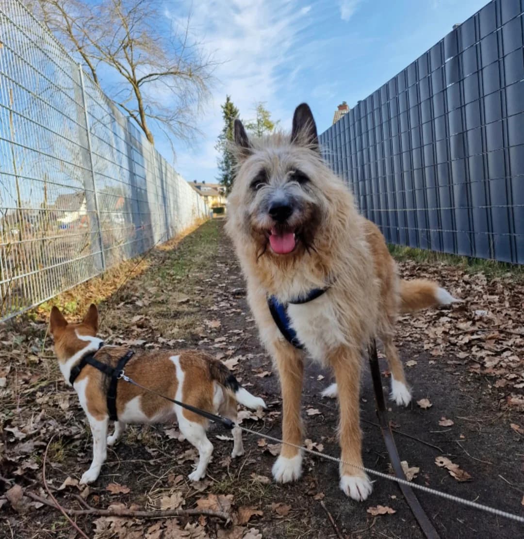 Joy & Toby, female senior Jack Russell Terrier for adoption at Tierschutzzentrum Ribbesbüttel