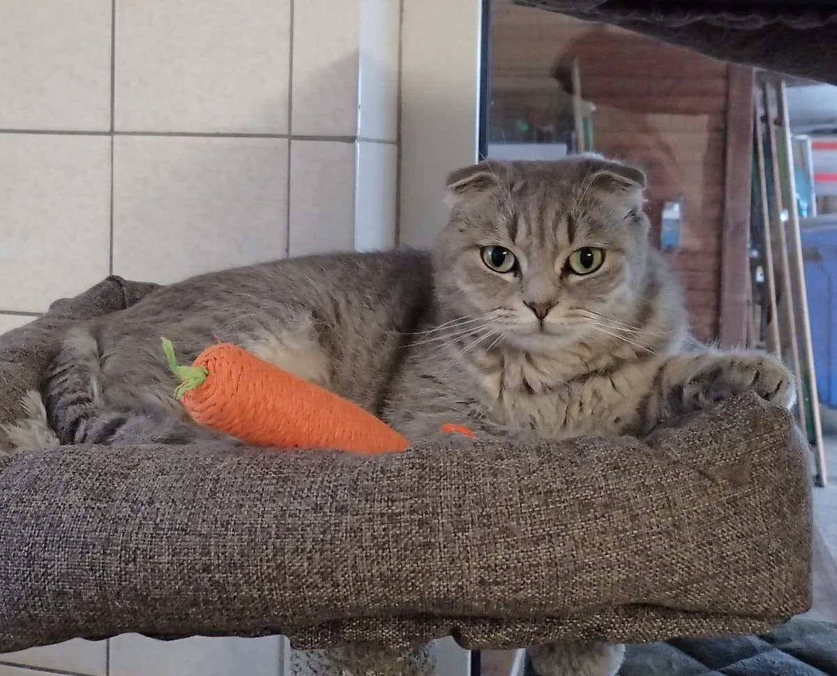 Kaa, ca. 1 Jahr, female young Scottish Fold for adoption at Tierschutzzentrum Ribbesbüttel