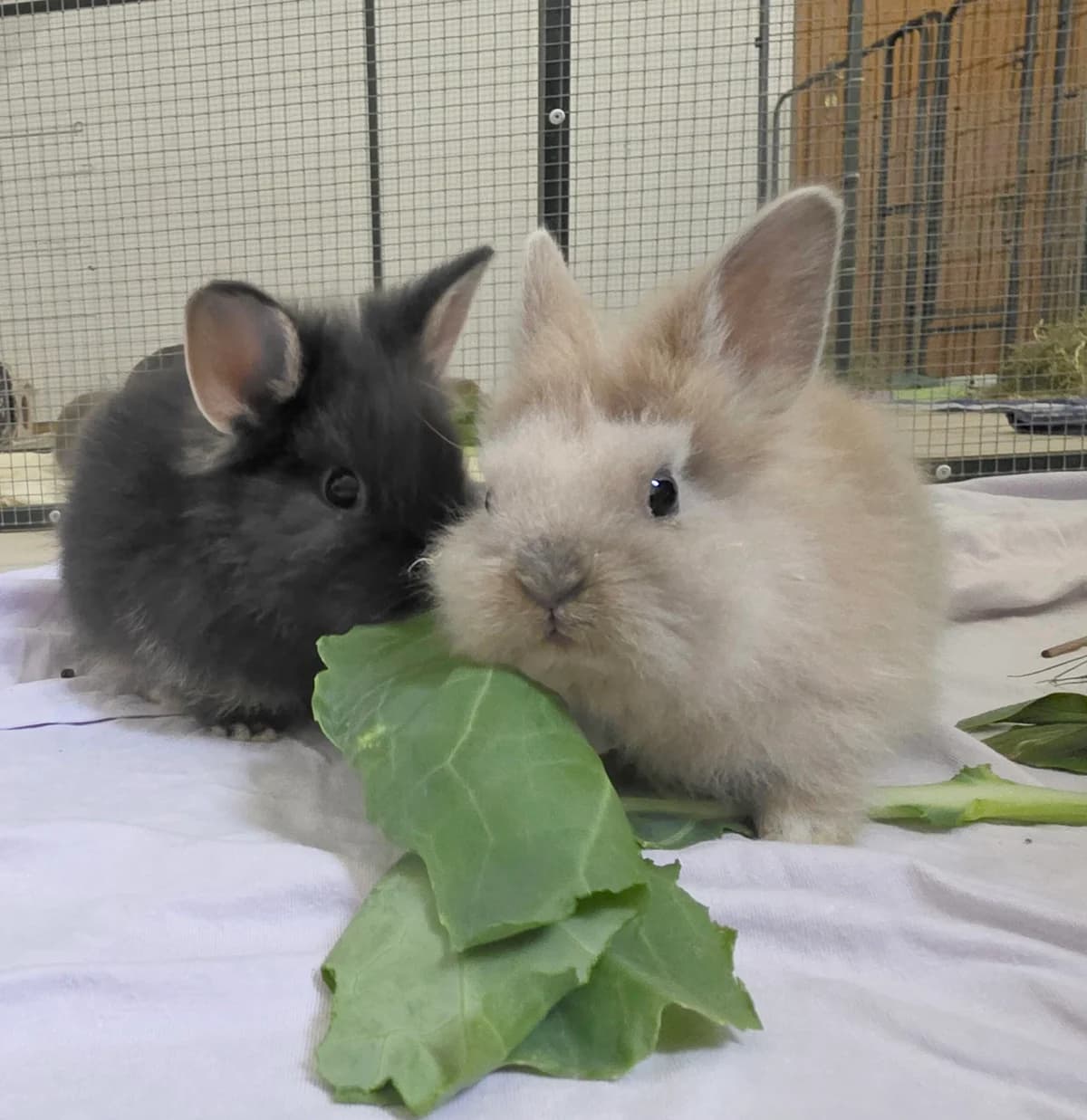 Kaninchen, female mixed breed for adoption at Tierschutzzentrum Ribbesbüttel
