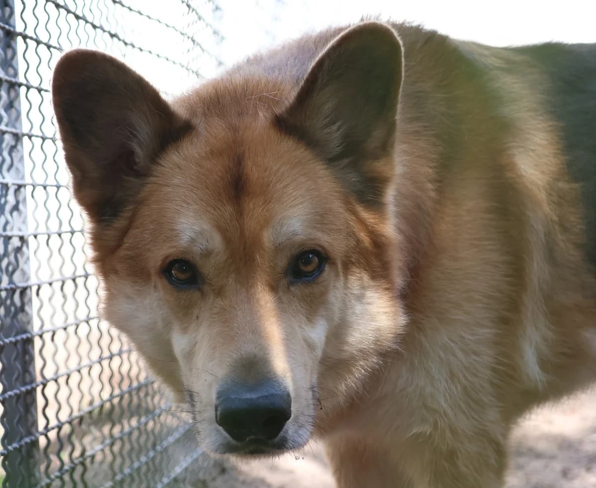Kenma, male 5yo German Shepherd for adoption at Tierschutzzentrum Ribbesbüttel