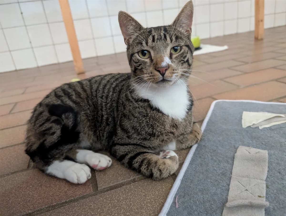 Kovu, ca. 2 Jahre (reserviert), male young European Shorthair for adoption at Tierschutzzentrum Ribbesbüttel