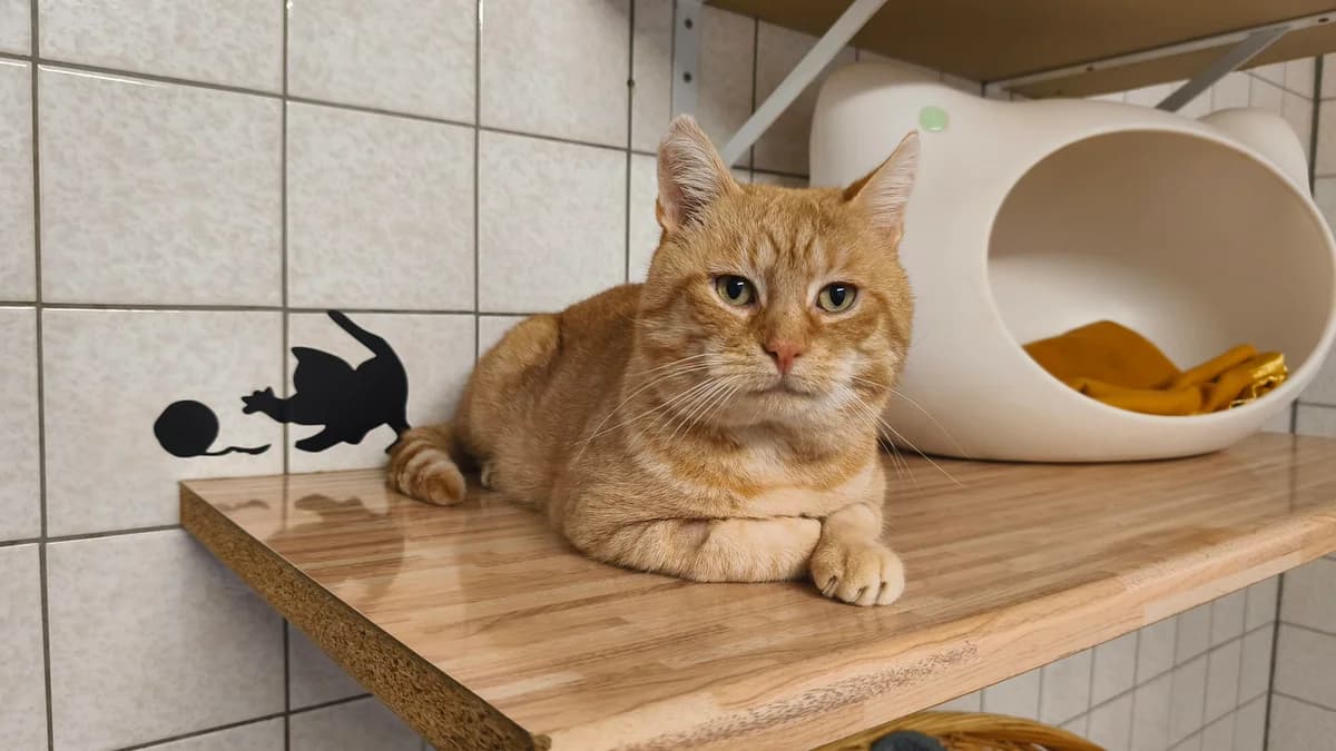 Kürbis, ca. 2 Jahre, male young British Shorthair for adoption at Tierschutzzentrum Ribbesbüttel