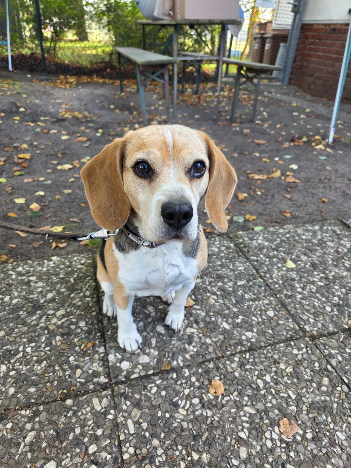 Lucy, female senior Beagle for adoption at Tierschutzzentrum Ribbesbüttel