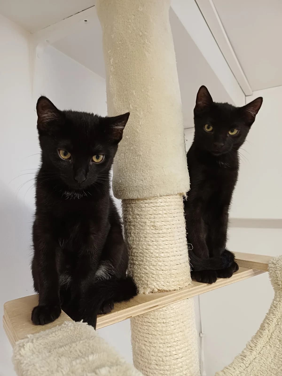 Ludvig, Leif & Liska, female puppy European Shorthair for adoption at Tierschutzzentrum Ribbesbüttel