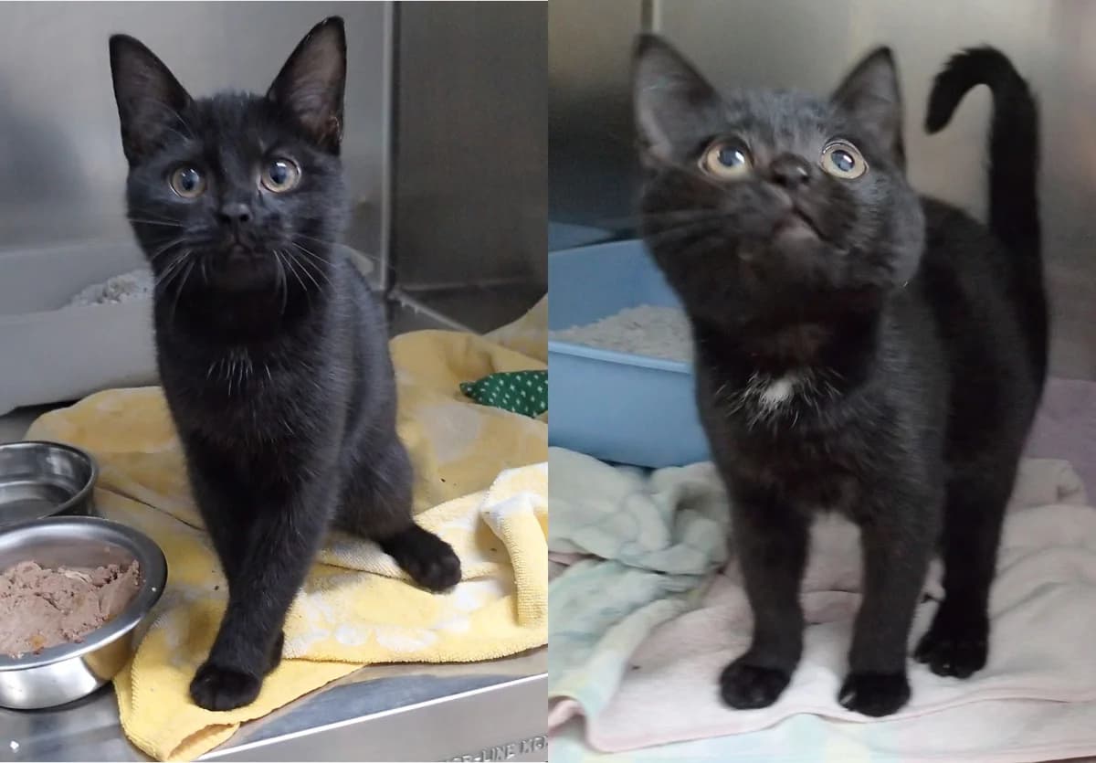 Maddy & Charlet, female puppy European Shorthair for adoption at Tierschutzzentrum Ribbesbüttel