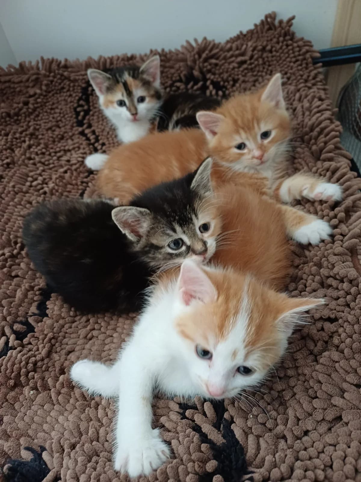 Madita, Sontje, Fritz & Ernie, female puppy European Shorthair for adoption at Tierschutzzentrum Ribbesbüttel