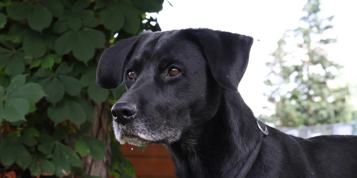 Mailo, male 7yo Labrador Retriever for adoption at Tierschutzzentrum Ribbesbüttel