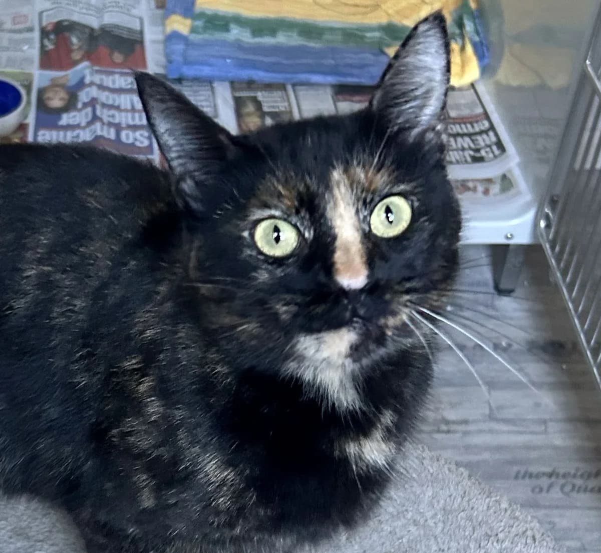 Maki, ca. 3 Jahre, female 3yo European Shorthair for adoption at Tierschutzzentrum Ribbesbüttel