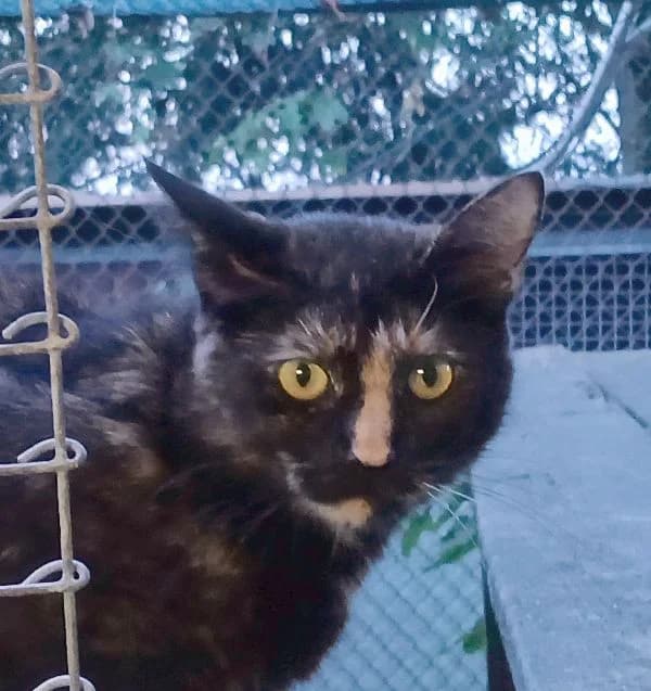 Maki, ca. 3 Jahre, female 3yo European Shorthair for adoption at Tierschutzzentrum Ribbesbüttel