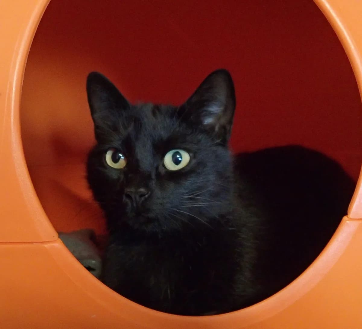 Malvina, ca. 2 Jahre, female young European Shorthair for adoption at Tierschutzzentrum Ribbesbüttel