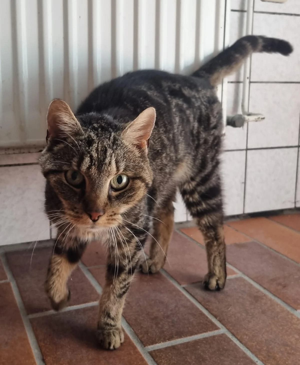 Martha, Ü12 Jahre, female senior European Shorthair for adoption at Tierschutzzentrum Ribbesbüttel
