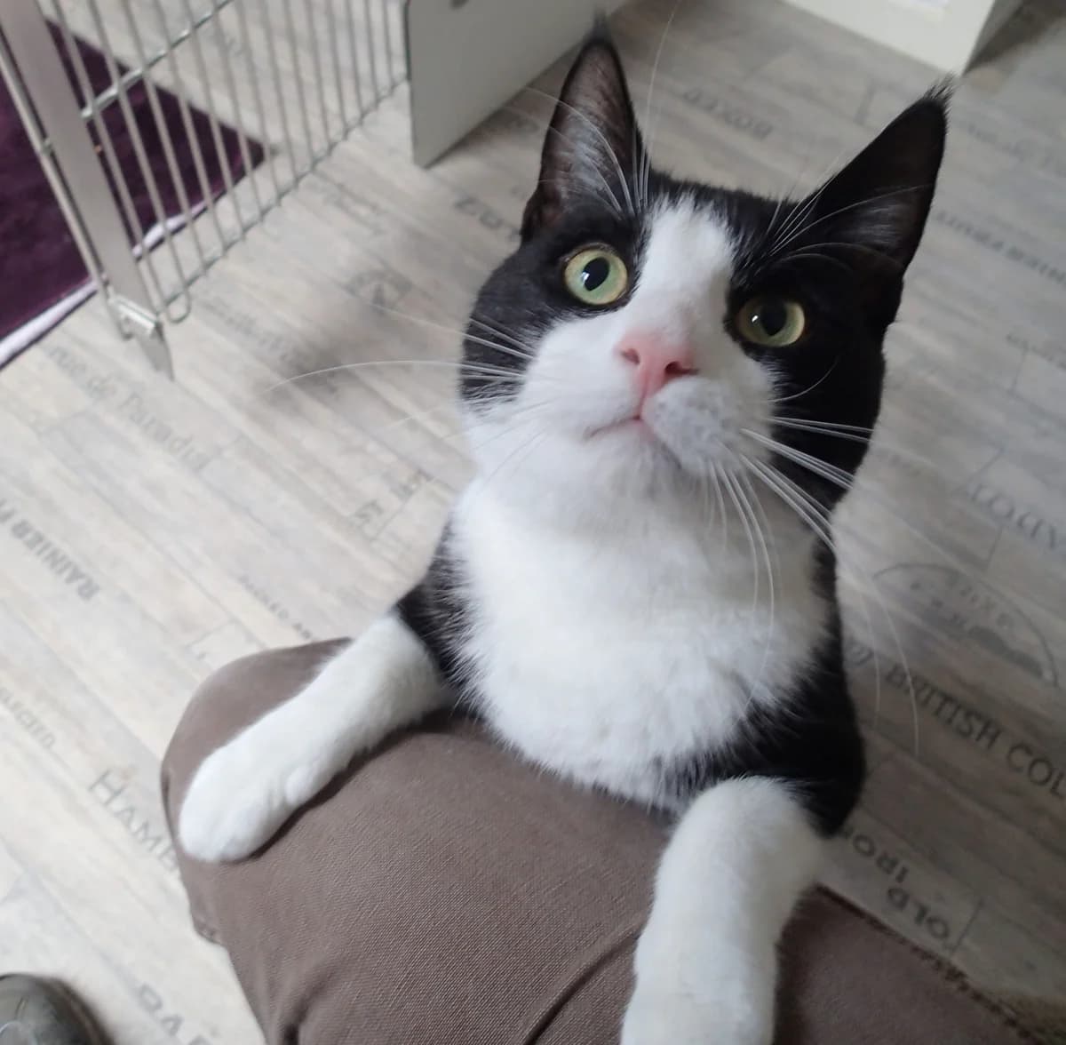 Massimo, ca. 3 Jahre, male 3yo European Shorthair for adoption at Tierschutzzentrum Ribbesbüttel