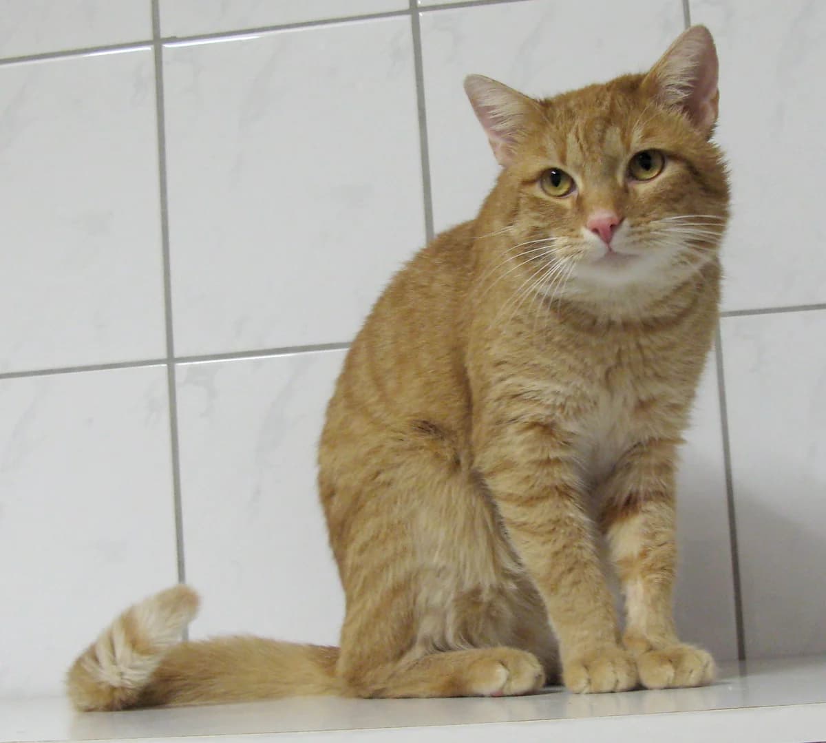 Möhrchen, ca. 6 Jahre, male 6yo European Shorthair for adoption at Tierschutzzentrum Ribbesbüttel