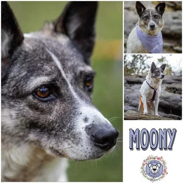 Moony, female 7yo Mixed Breed for adoption at Tierschutzzentrum Ribbesbüttel