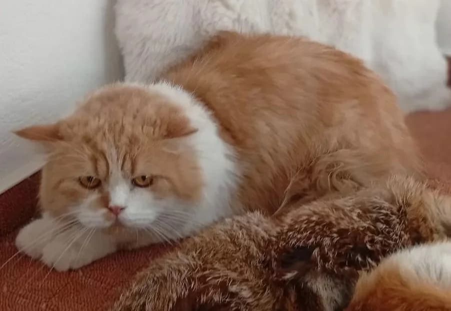 Mr. Puff, male British Shorthair for adoption at Tierschutzzentrum Ribbesbüttel