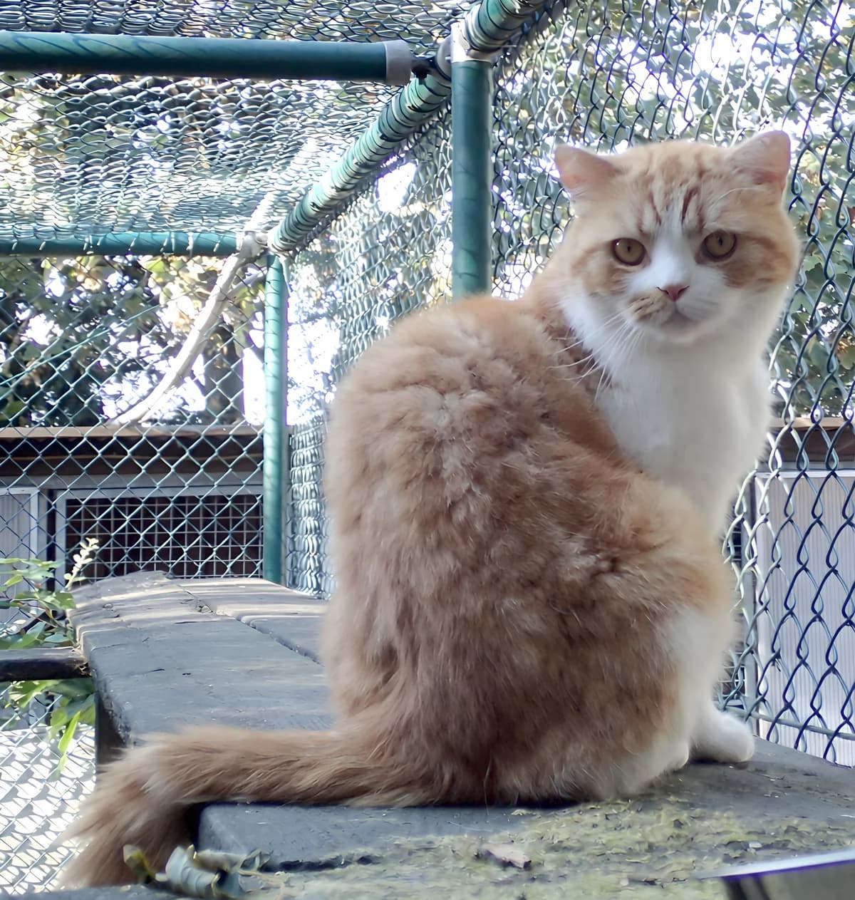 Mr. Puff, ca. 6 Jahre, male 6yo British Shorthair for adoption at Tierschutzzentrum Ribbesbüttel