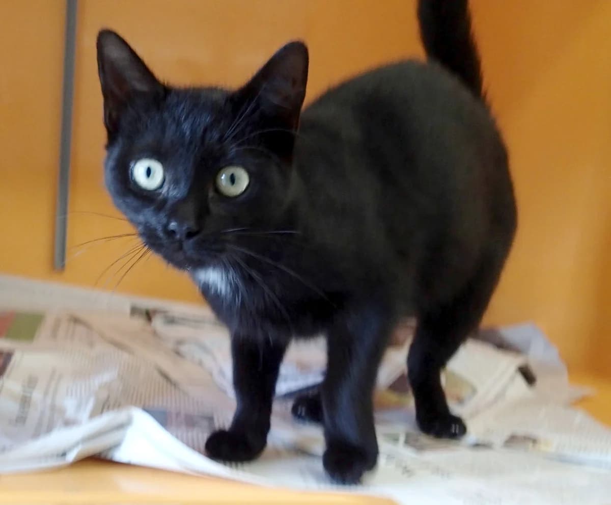 Ninifee, ca. 1 Jahr (reserviert), female young European Shorthair for adoption at Tierschutzzentrum Ribbesbüttel