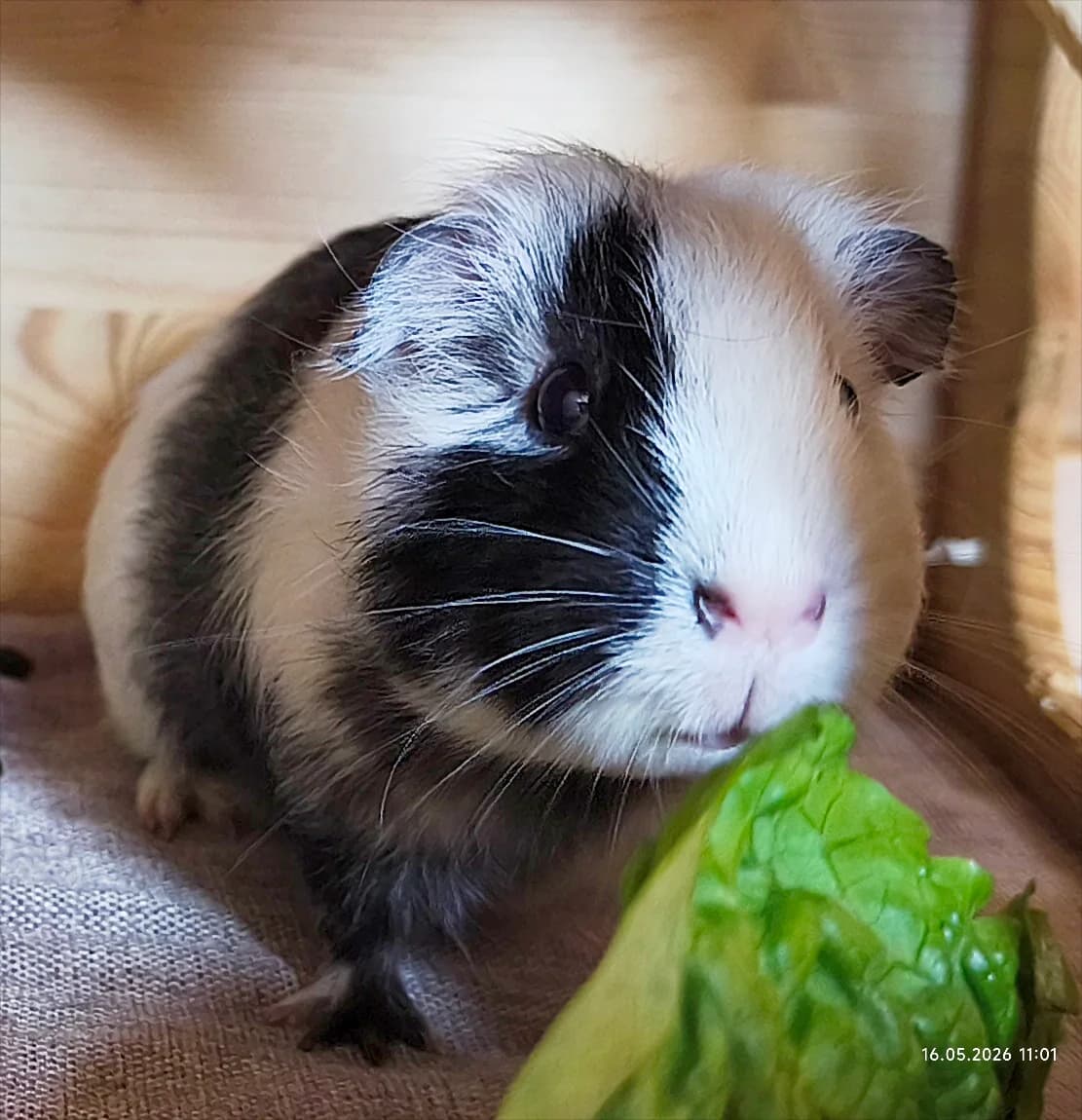 Stracciatella, male young Mixed Breed for adoption at Tierschutzzentrum Ribbesbüttel