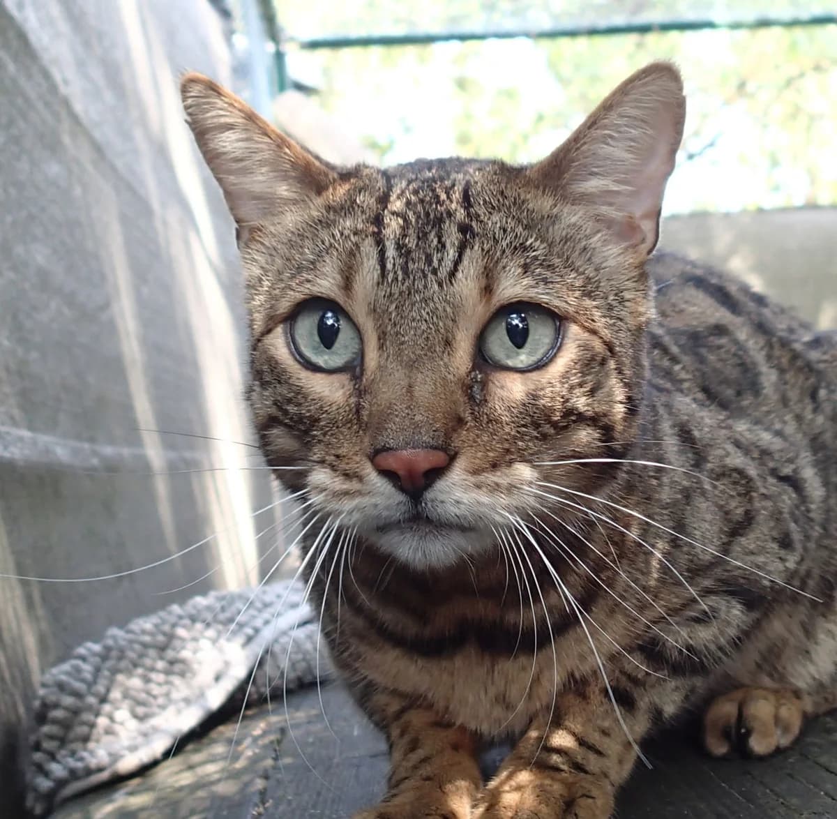Tutter, 9 Jahre, male senior Bengal for adoption at Tierschutzzentrum Ribbesbüttel