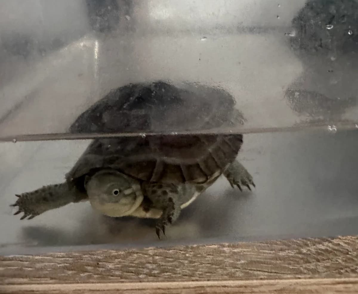 Wasserschildkröte, mixed breed for adoption at Tierschutzzentrum Ribbesbüttel