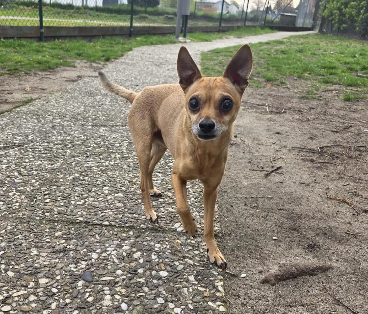 Willi, male senior Chihuahua for adoption at Tierschutzzentrum Ribbesbüttel