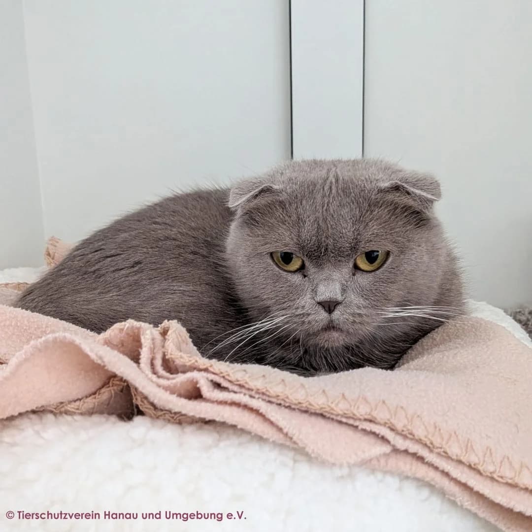 Micky, female 3yo Scottish Fold for adoption at Tierschutz Hanau, Hanau
