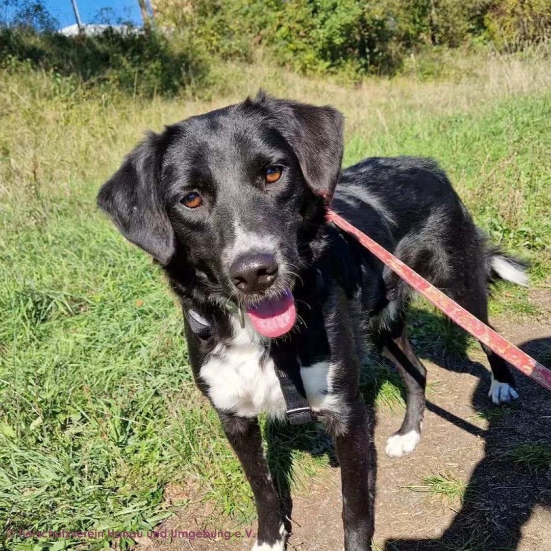 Juno, female young Mixed Breed for adoption at Tierschutz Hanau, Hanau