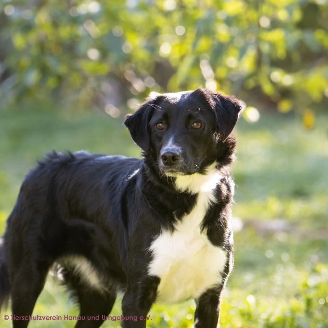 Juno, female young Mixed Breed for adoption at Tierschutz Hanau, Hanau