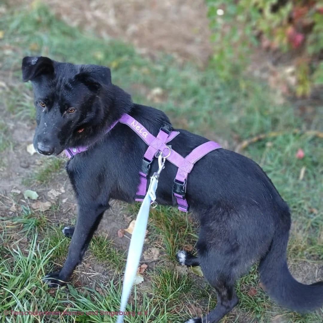 Jarah, female young Mixed Breed for adoption at Tierschutz Hanau, Hanau