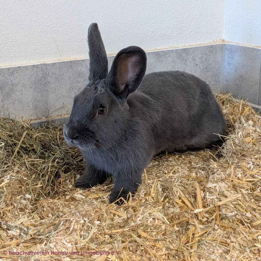Lucifer, male mixed breed for adoption at Tierschutz Hanau, Hanau