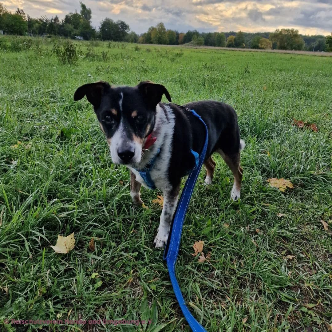 Buffy, male senior Mixed Breed for adoption at Tierschutz Hanau, Hanau