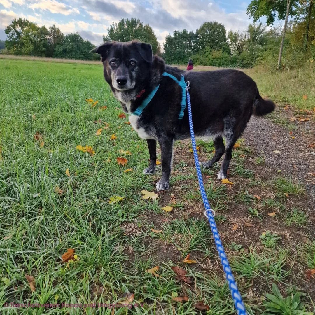 Lupo, male senior Mixed Breed for adoption at Tierschutz Hanau, Hanau