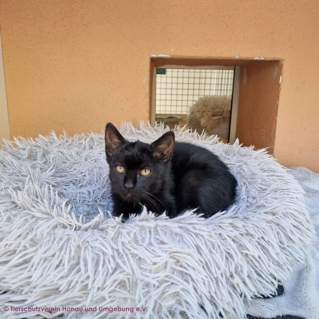 Umbra, male puppy European Shorthair for adoption at Tierschutz Hanau, Hanau