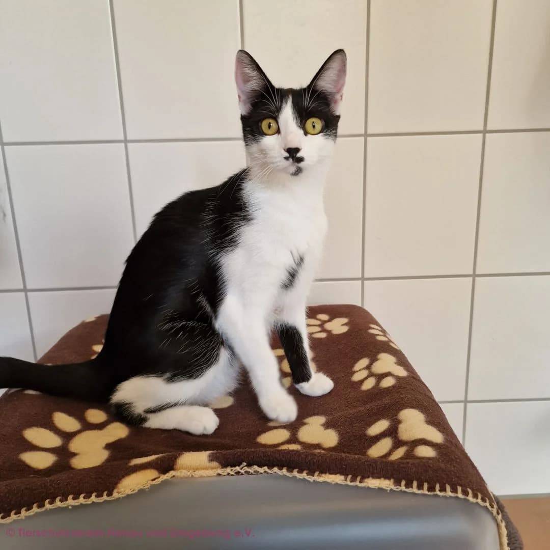 Mahana, female young European Shorthair for adoption at Tierschutz Hanau, Hanau