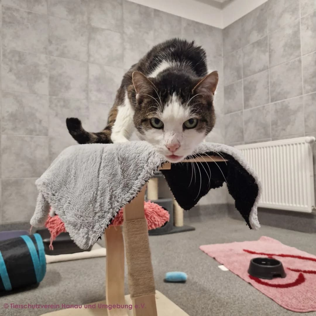 Stanley und Nelson, male 7yo European Shorthair for adoption at Tierschutz Hanau, Hanau