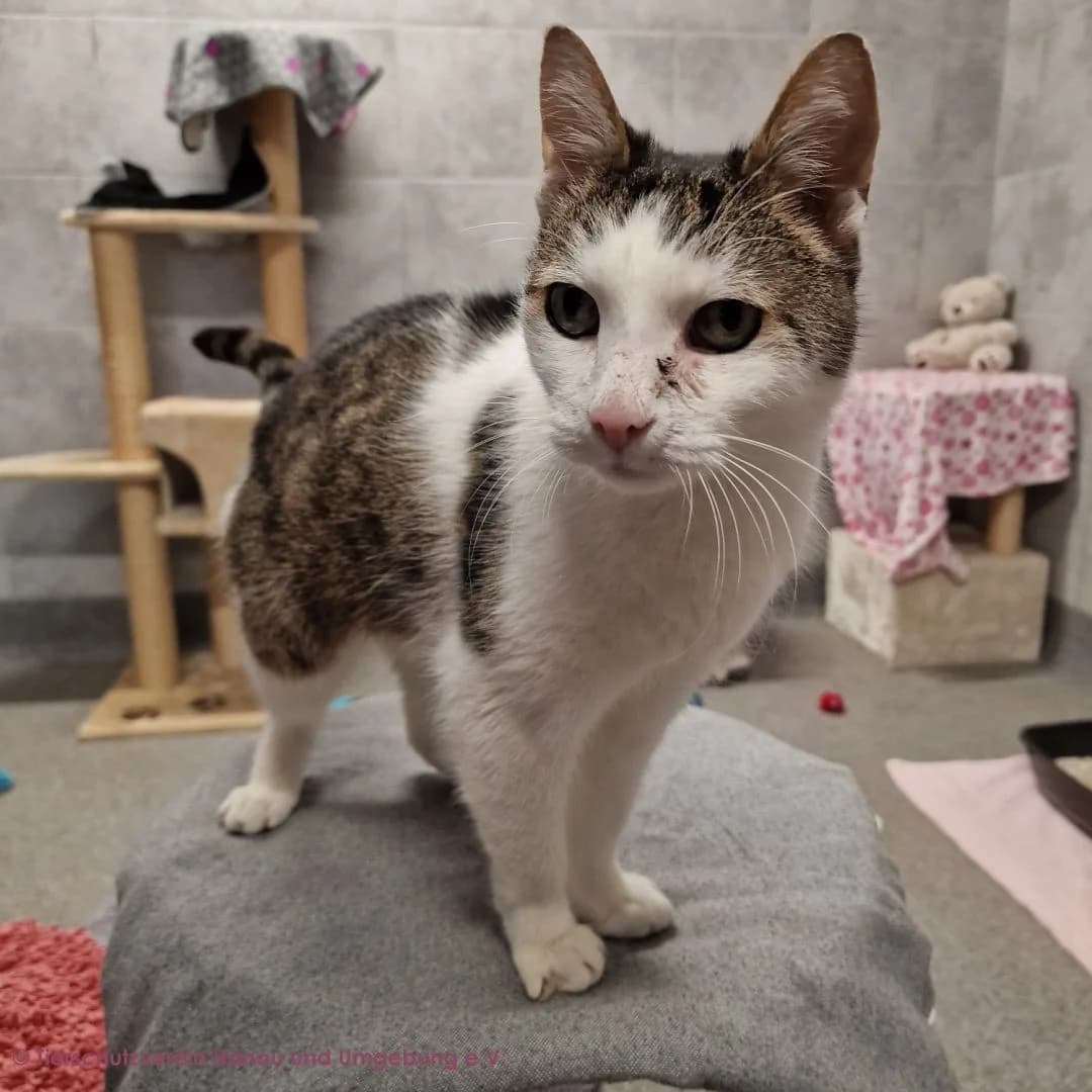 Stanley und Nelson, male 7yo European Shorthair for adoption at Tierschutz Hanau, Hanau