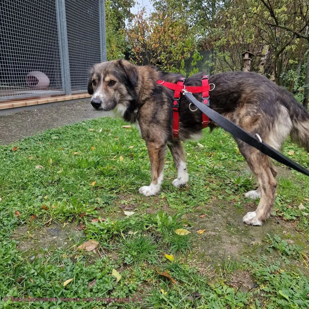 Ciro, male young Mixed Breed for adoption at Tierschutz Hanau, Hanau