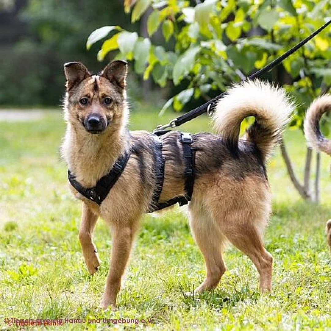 Pumpkin, male young Mixed Breed for adoption at Tierschutz Hanau, Hanau