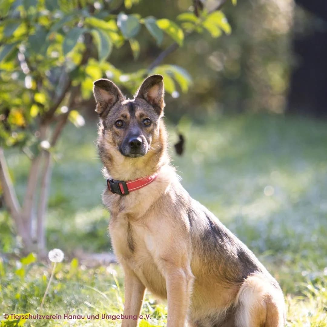 Pumpkin, male young Mixed Breed for adoption at Tierschutz Hanau, Hanau