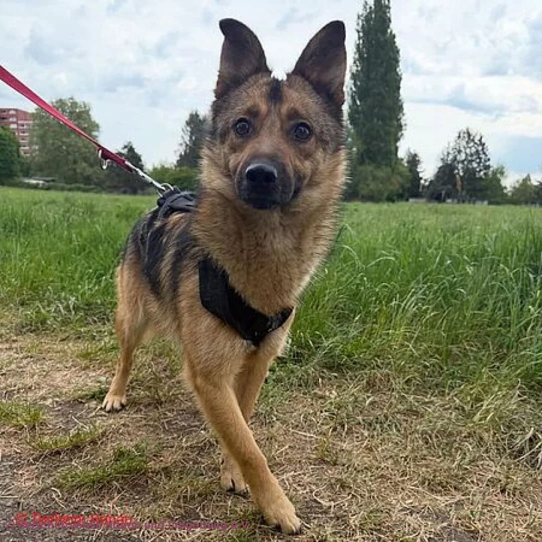 Pumpkin, male young Mixed Breed for adoption at Tierschutz Hanau, Hanau