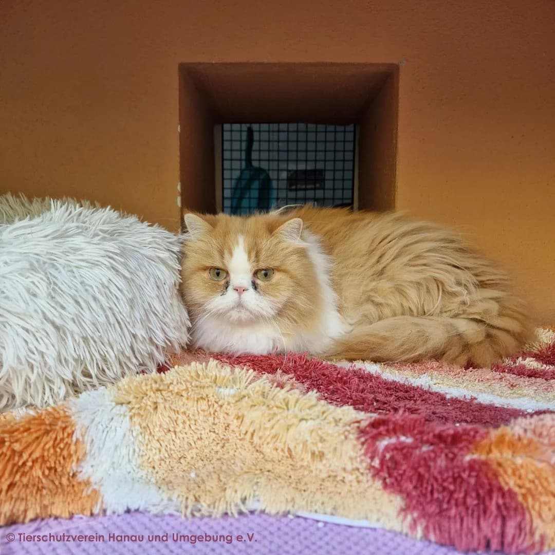 Timmy, male 4yo Persian for adoption at Tierschutz Hanau, Hanau